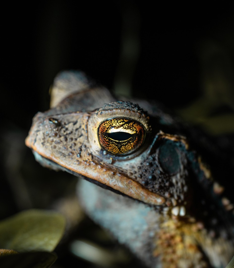 ronaldplett-frog-8163211_1280©RonaldPlett_Pixabay