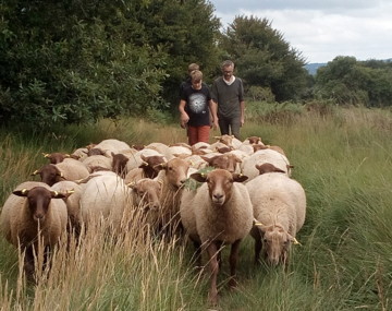 Brebis dans les landes