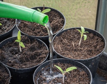 Echange entre passionnés de jardinage