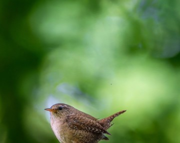 Balade ornithologique