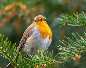 Championnat bi-départemental d'ornithologie