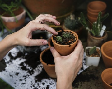 Troc plantes