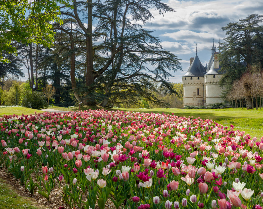 Rivière de tulipes