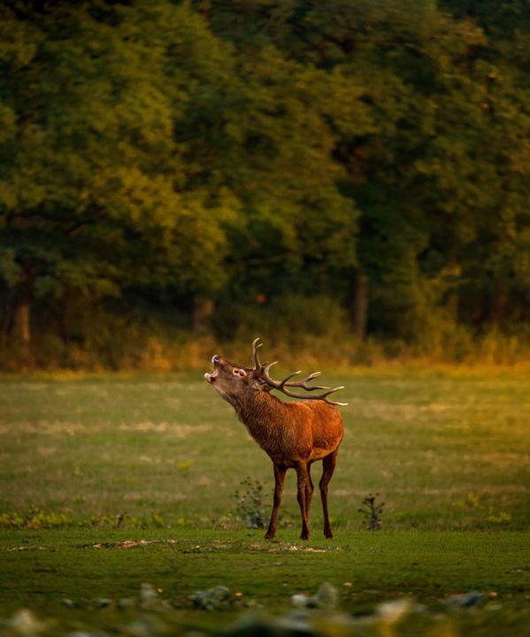 Brame © Domaine national de Chambord_Léonard de Serres web