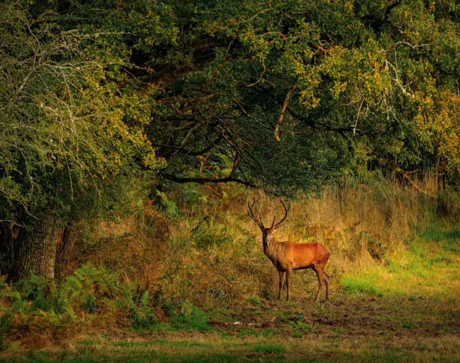 Cerf chambord © Leonard de Serres