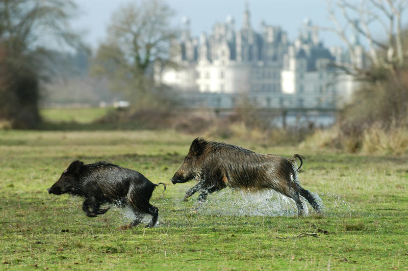 Chambord---sanglier-©_Domaine-National-de-Chambord---F-Forget