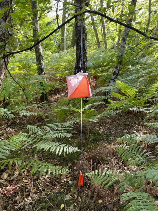 COURSE D'ORIENTATION