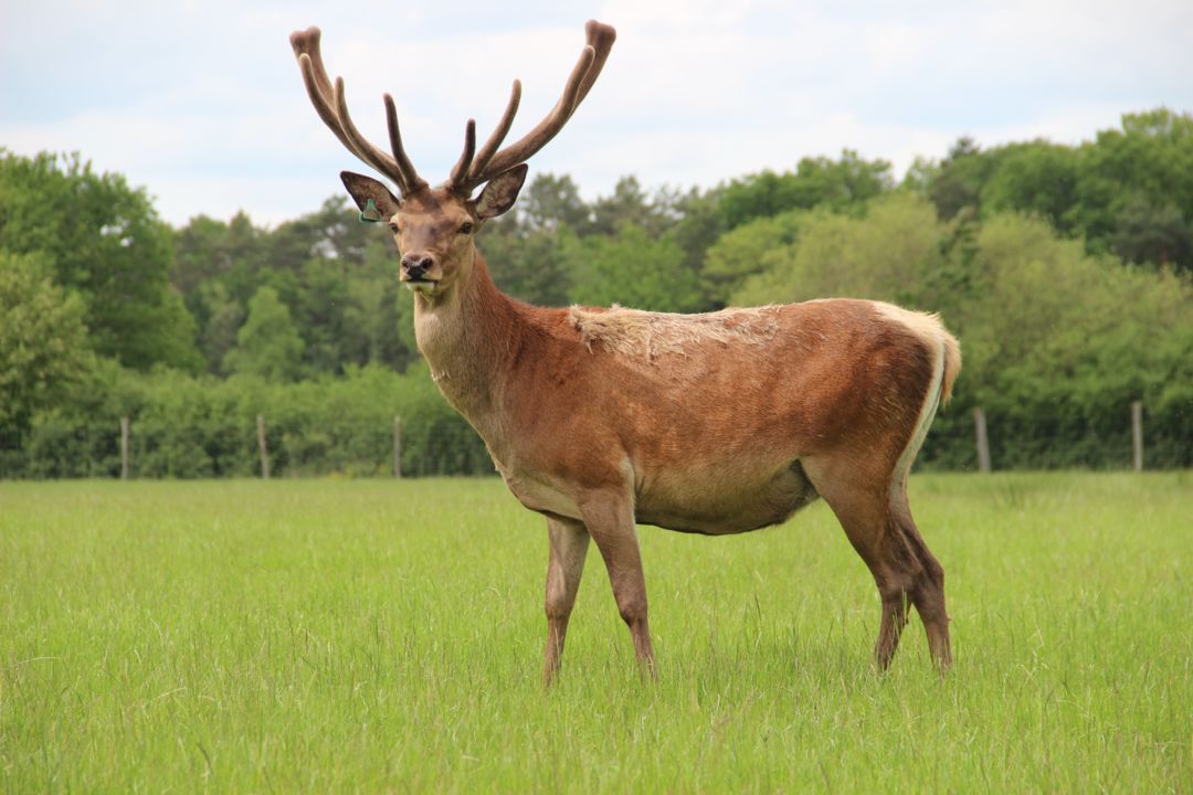 patrimoine-menestreau-en-vilette-domaine-du-ciran-cerf