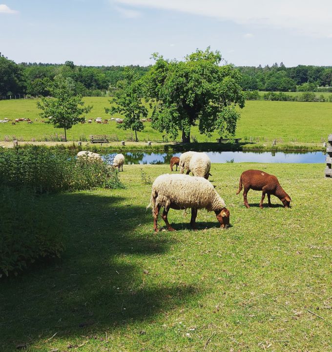 patrimoine-menestreau-en-vilette-domaine-du-ciran-moutons-2