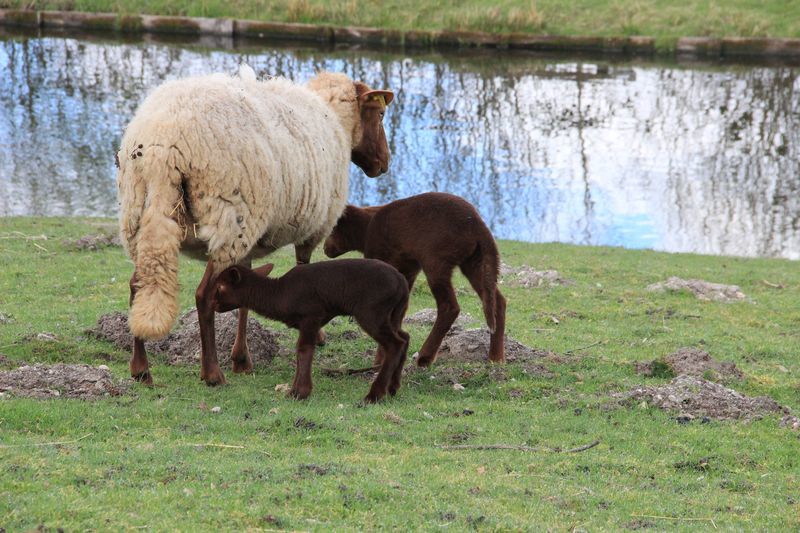 patrimoine-menestreau-en-vilette-domaine-du-ciran-moutons