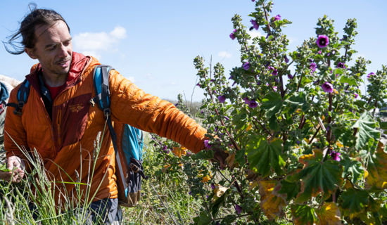 Balade plantes sauvages du littoral