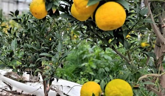 Visite d'une production de fruits exotiques rares - Semaine du Tourisme Economique et des Savoir-Faire