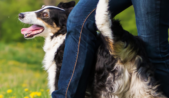 Concours de dog dancing
