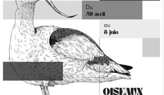 Exposition : oiseaux de Bretagne