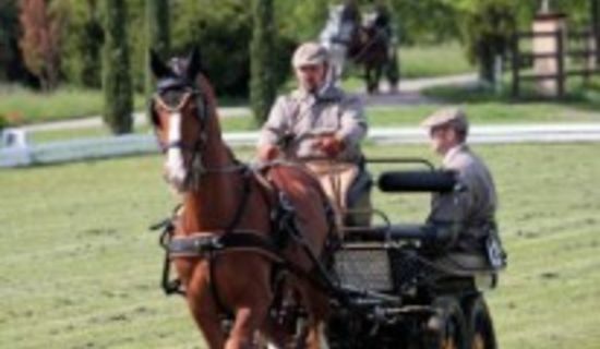 Concours d'attelage - Championnat départemental
