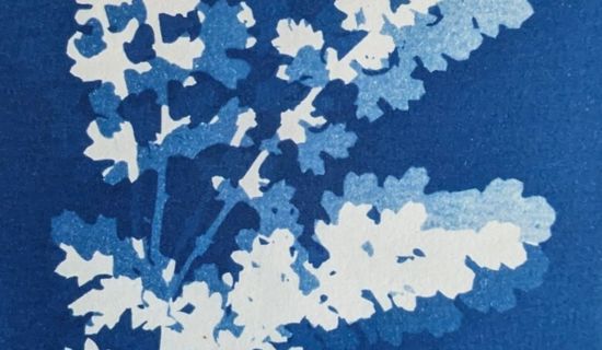 Exposition SOZO - Cyanotype