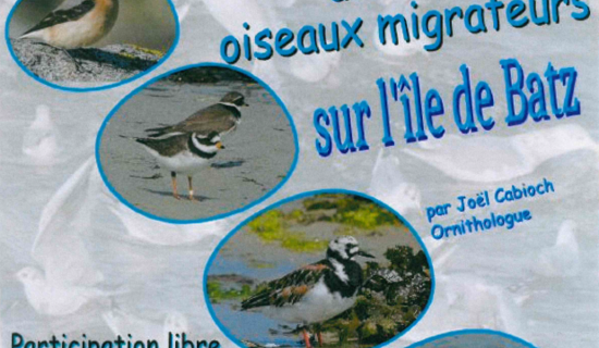 Conférence : Les déplacements des oiseaux migrateurs sur l'Ile de Batz