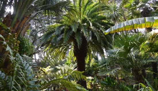 Lecture musicale du roman « Le Jardin de Georges »