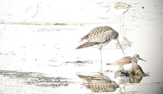 Les oiseaux de la baie de Goulven