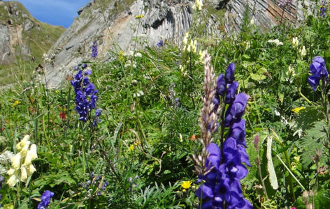 Sortie nature : flore d'altitude