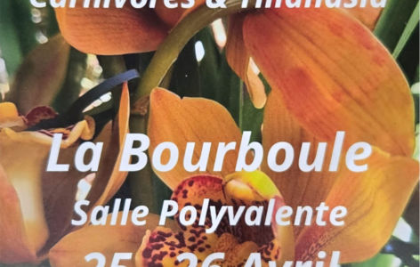 Salon de l'orchidée_La Bourboule