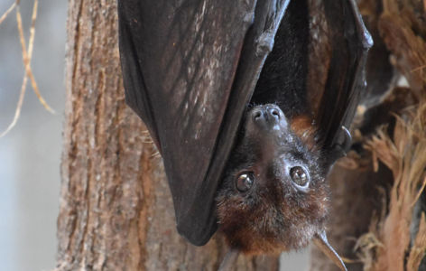 A la rencontre des chauves-souris