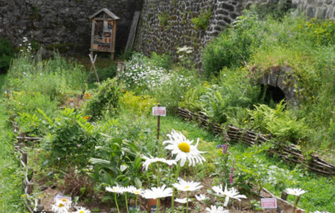 Les rendez-vous au jardin : découvrir la diversité floristique du Sancy