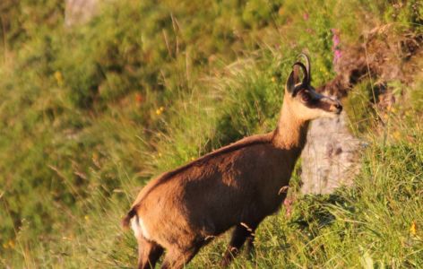 Sur la trace des animaux sauvages