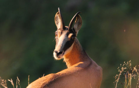 Sur les traces des mouflons et marmottes, randonnée accompagnée_Chastreix