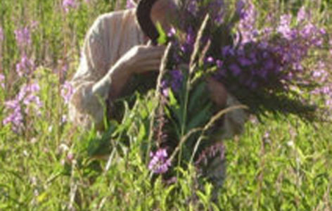 Balade découverte des plantes médicinales_Valbeleix