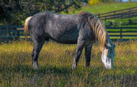 Concours inter-régional percheron_Égliseneuve-d'Entraigues