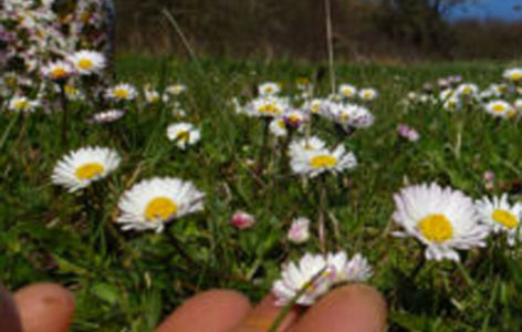 Balade découverte des plantes médicinales_Valbeleix