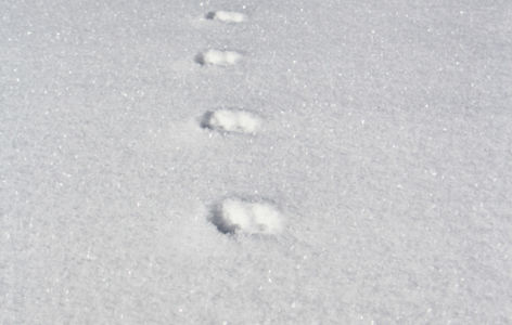Animaux des grands froids à Super-Besse, randonnée accompagnée_Super-Besse