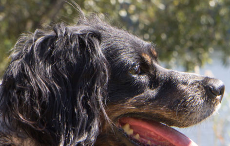 Randonnée accompagnée spéciale chiens_Super-Besse