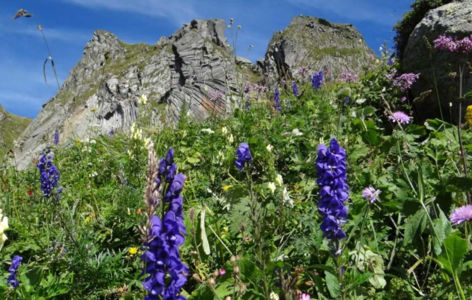 Sortie culture-nature : Flore d'altitude_Mont-Dore