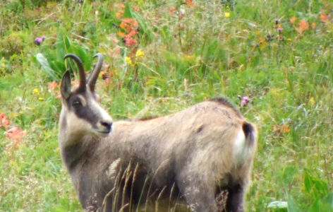 Volcans et animaux sauvages, randonnée accompagnée_Super-Besse