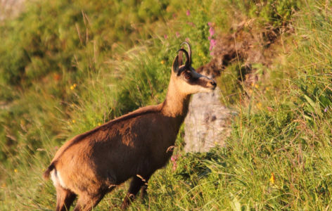 Volcans et animaux sauvages, randonnée accompagnée_Super-Besse