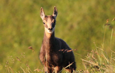 Sur la trace des animaux sauvages, randonnée accompagnée_Super-Besse