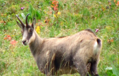 Sur la trace des animaux sauvages, randonnée accompagnée_Super-Besse
