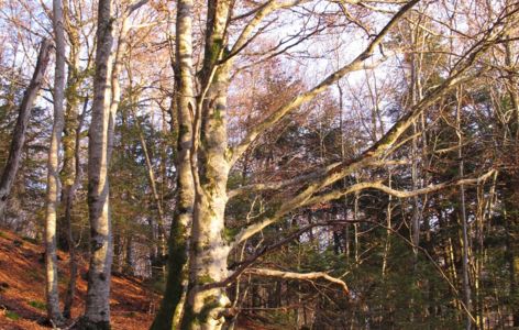 Fête de la Citrouille : sortie nature veille d'automne_Chastreix