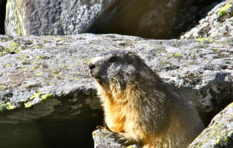 Une marmotte à l'apéro