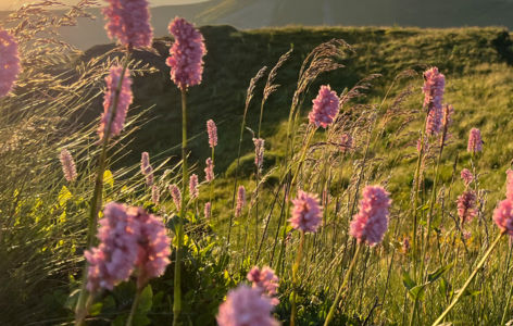Fleurs de nos montagnes, chamois et marmottes, randonnée accompagnée_Mont-Dore
