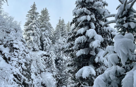 La Grande Cascade, randonnée accompagnée hivernale_Mont-Dore