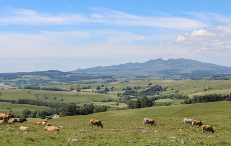 Les volcans sur un plateau, randonnée accompagnée_Super-Besse
