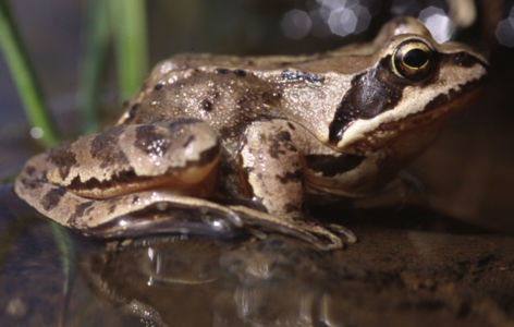 Fête de l'eau : les amphibiens des zones humides_Chastreix