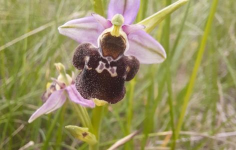 Les espaces naturels sensibles en fête !_Sallèdes