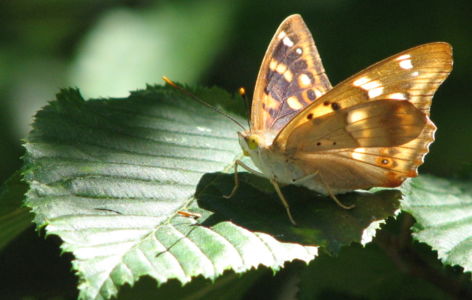Les espaces naturels sensibles en fête !_Sallèdes