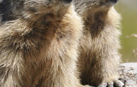 La faune de montagne, randonnée accompagnée_Super-Besse