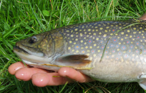 Site de pêche du lac Pavin à Besse_Besse-et-Saint-Anastaise