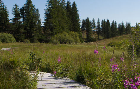 Randonnée aux plantes carnivores_Super-Besse
